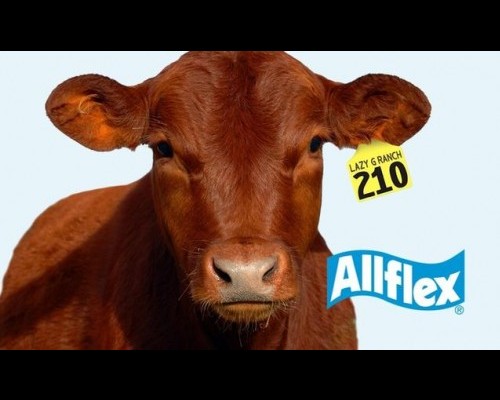 Cow Ear Tags - Bangladesh